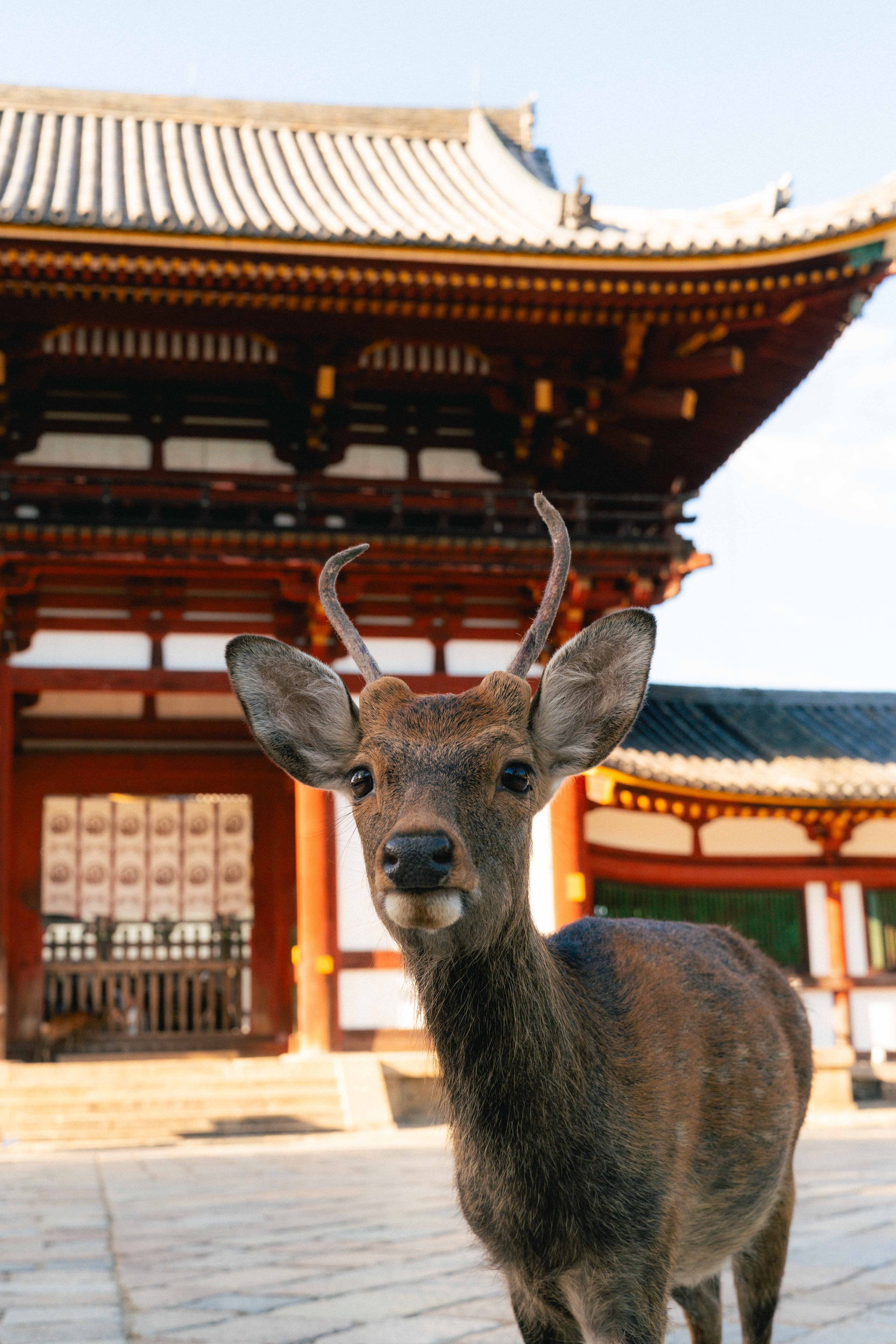 Nara, Japan