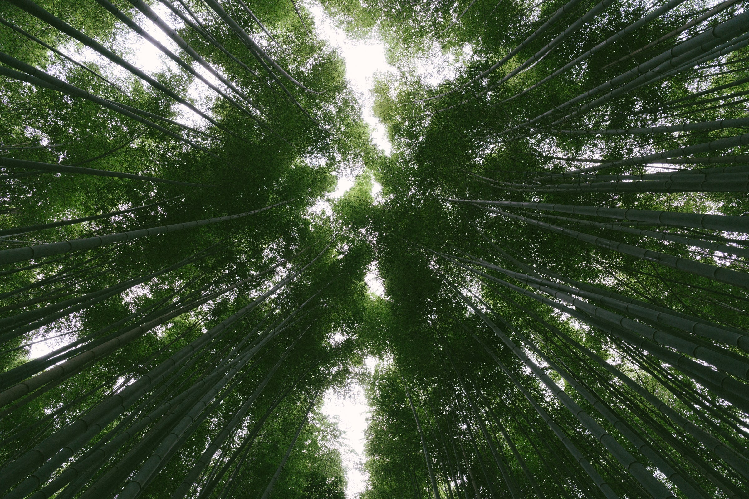Arashiyama, Japan